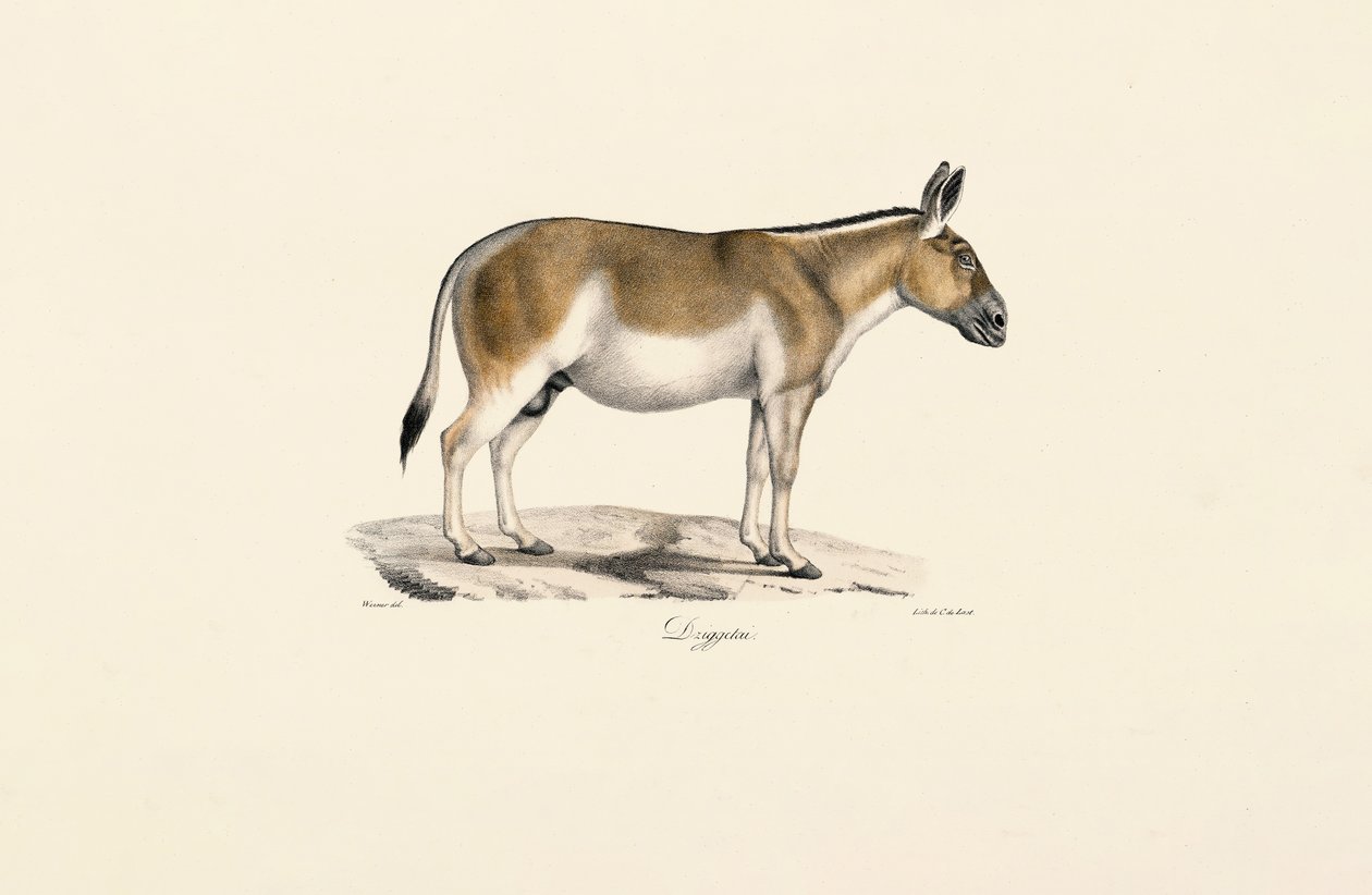 Asiatischer Wildesel von Jacques Christophe Werner