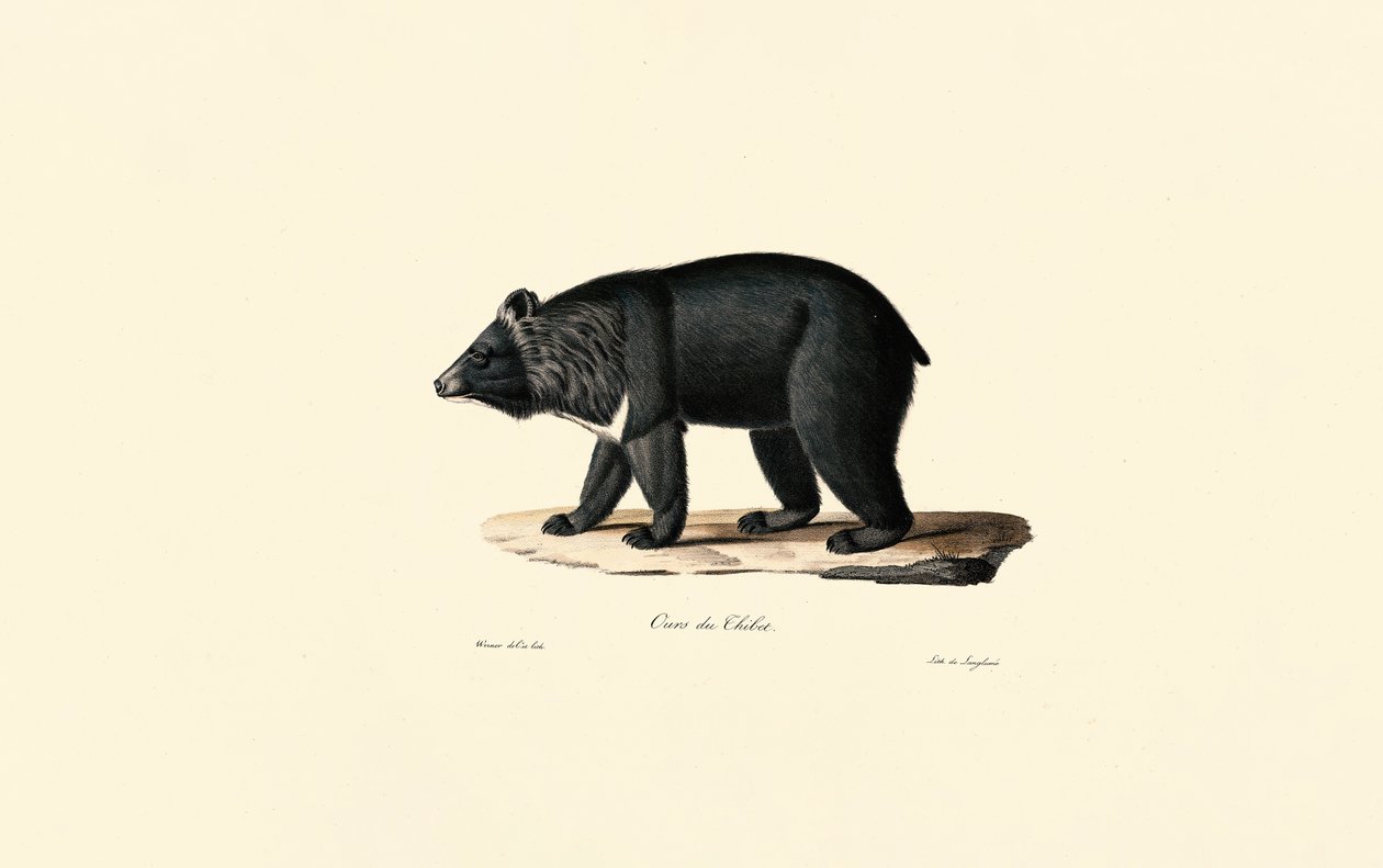 Ours noir d