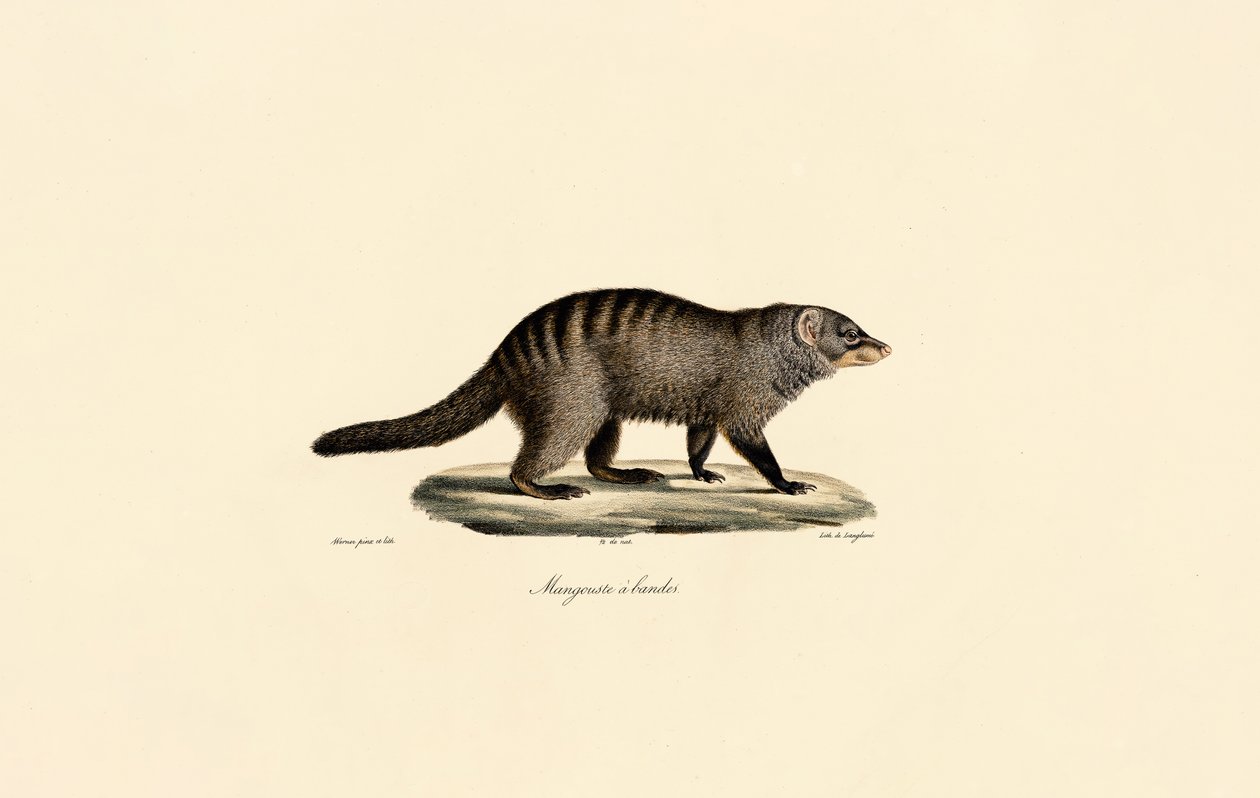 Mangouste à bandes - Jacques Christophe Werner