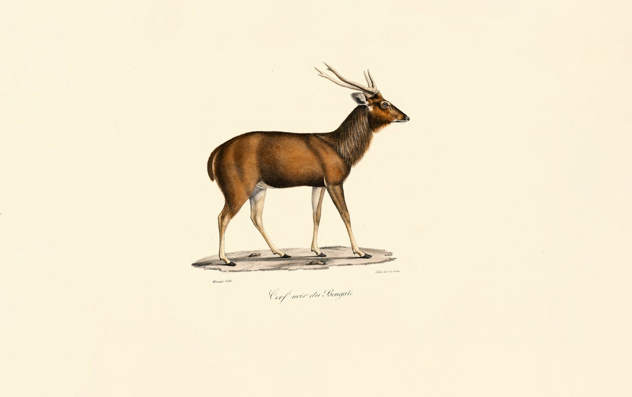Bengal Axis Deer (Cerf noir du Bengale) - Jacques Christophe Werner