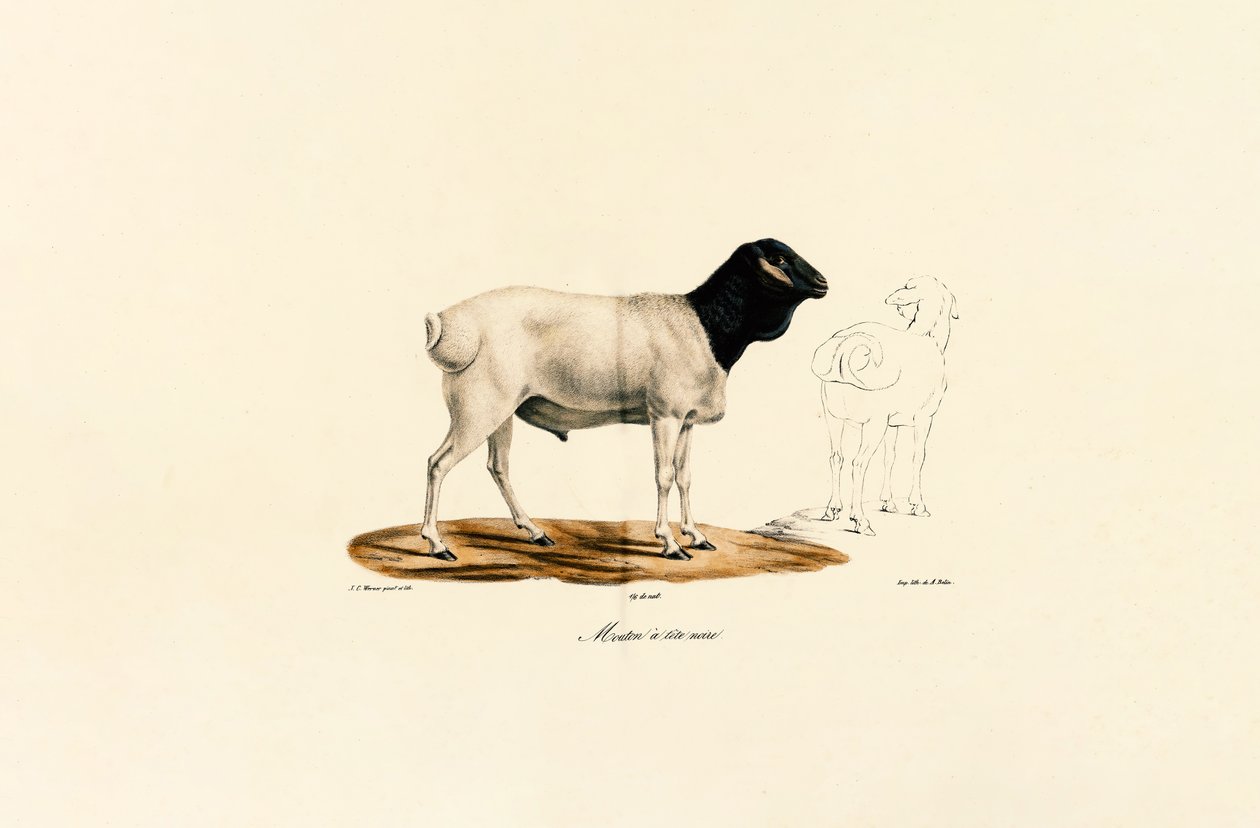 Mouton à tête noire - Jacques Christophe Werner