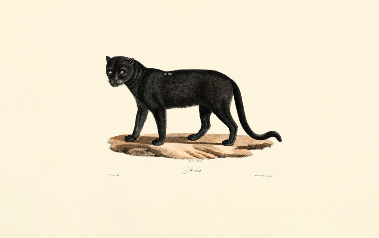 Jaguar noir (Panthera onca) - Jacques Christophe Werner