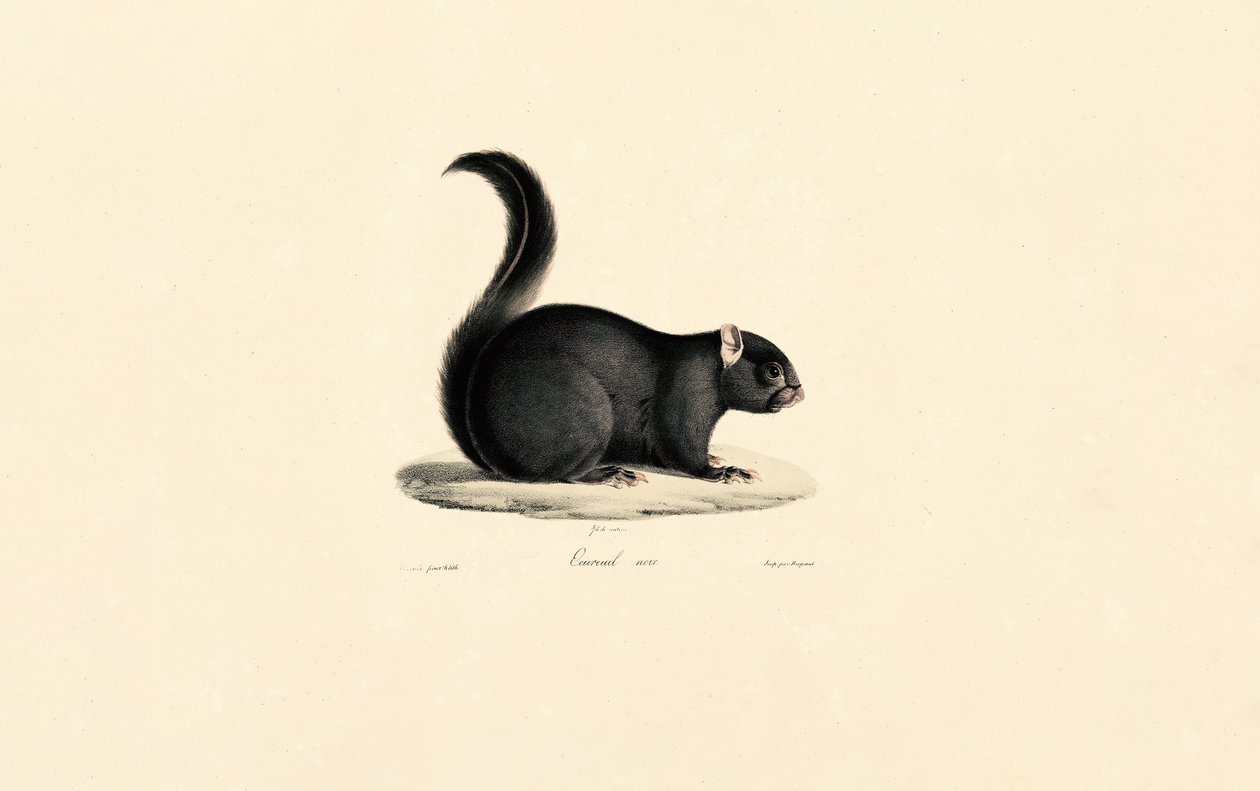 Écureuil noir - Jacques Christophe Werner