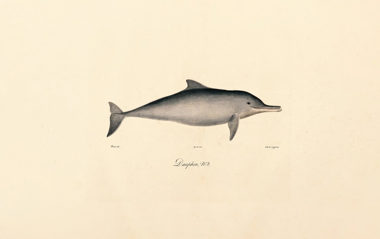 Grand dauphin (Tursiops truncatus) - Jacques Christophe Werner