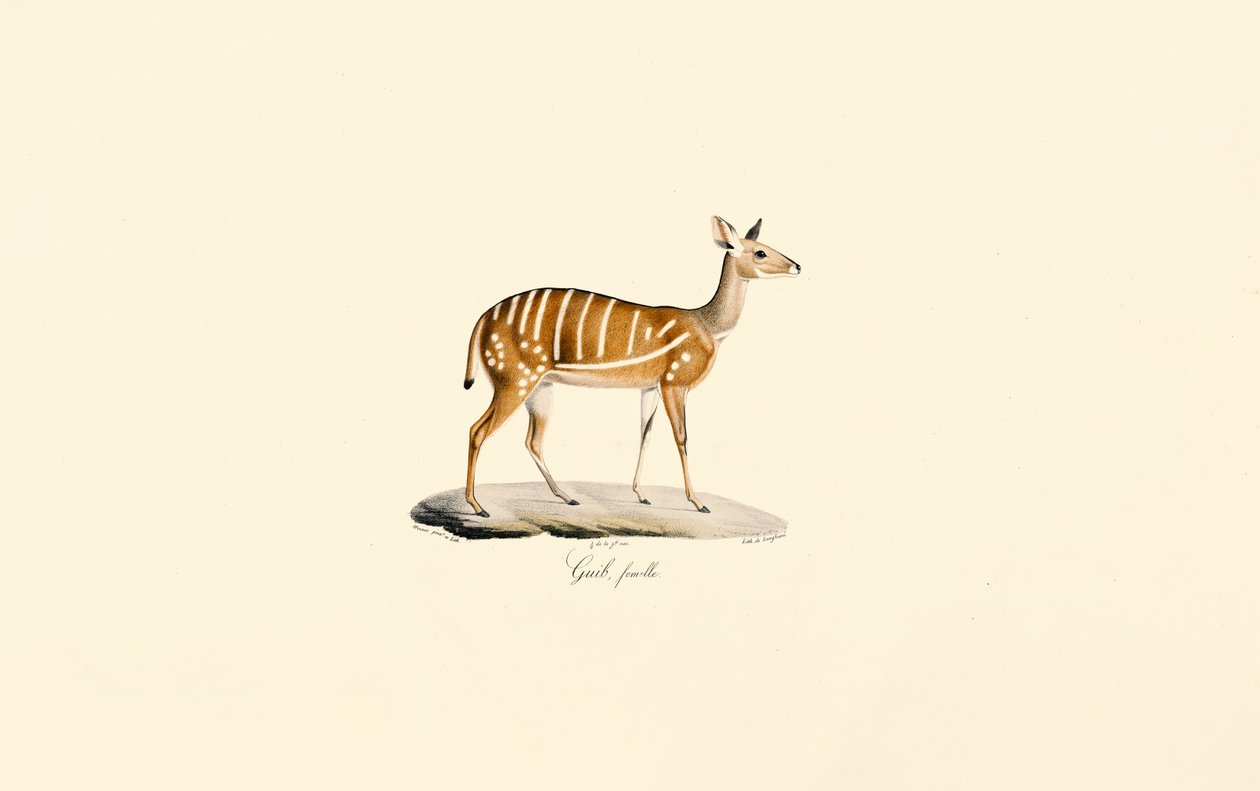 Bushbuck (antilope guib, femelle) - Jacques Christophe Werner