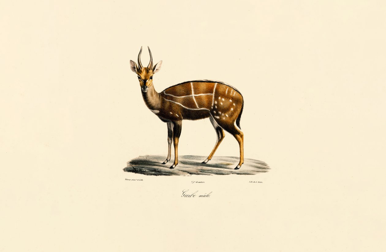 Bushbuck (mâle) - Jacques Christophe Werner