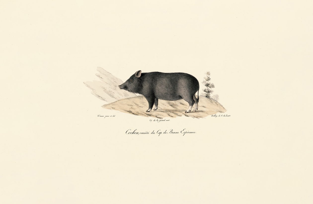 Phacochère du Cap - Jacques Christophe Werner