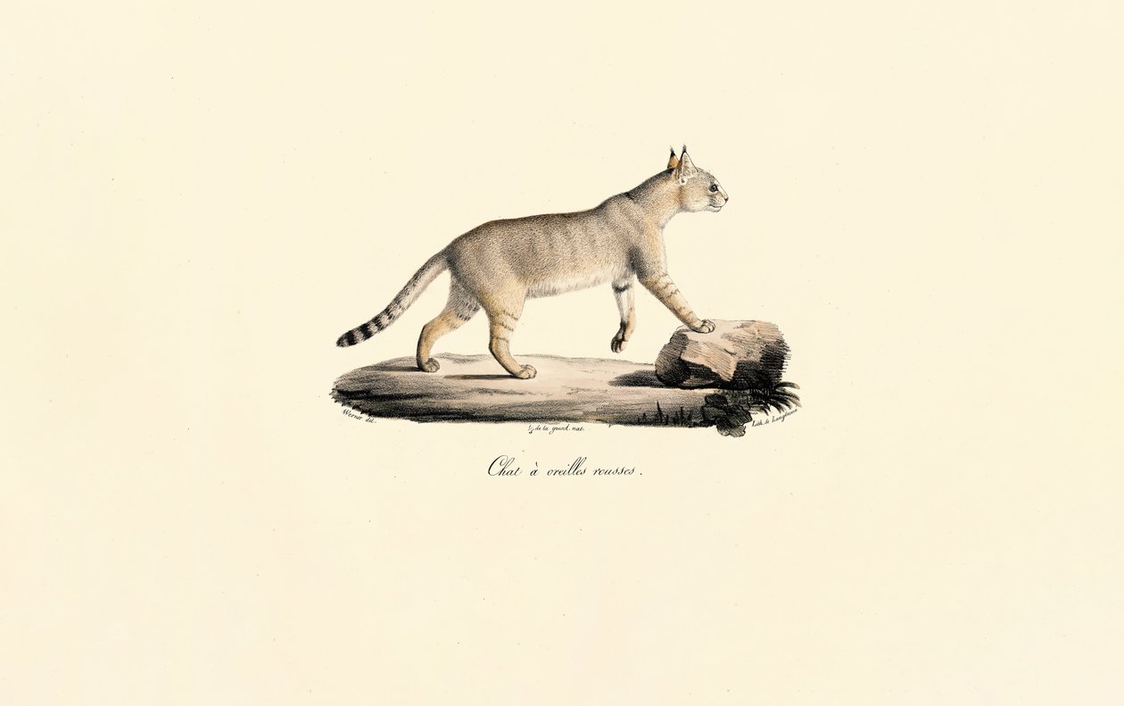 Caracal - Jacques Christophe Werner