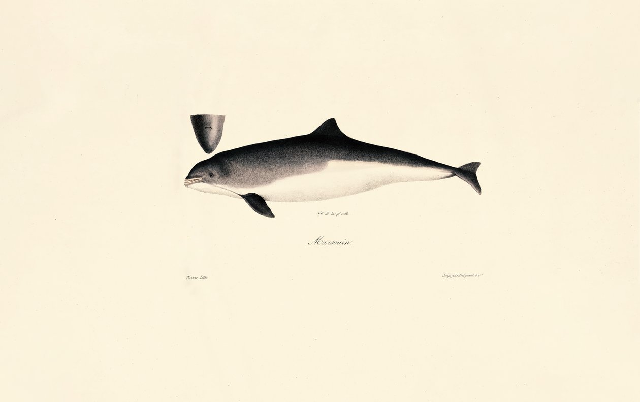 Grand dauphin - Jacques Christophe Werner