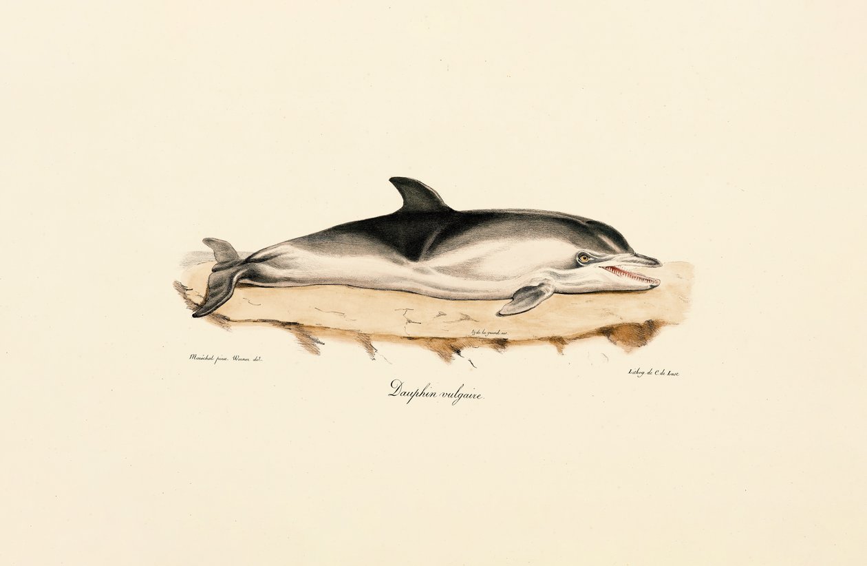 Dauphin commun - Jacques Christophe Werner