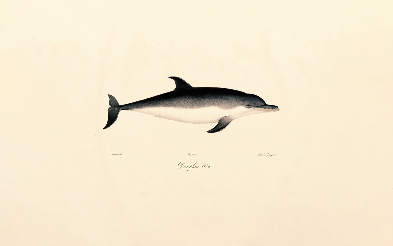 Gewöhnlicher Delfin von Jacques Christophe Werner