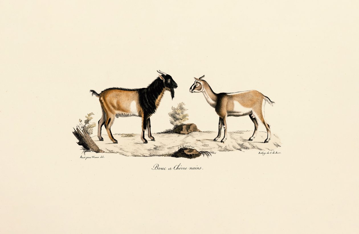 Bouc nain et chèvre naine - Jacques Christophe Werner