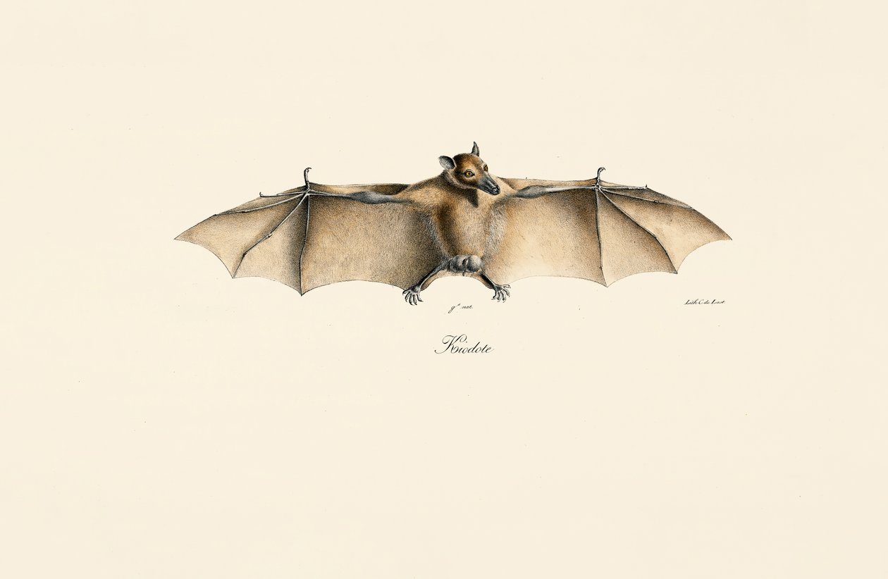 Chauve-souris égyptienne - Jacques Christophe Werner