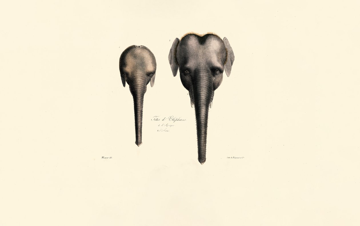 Comparaison des têtes d