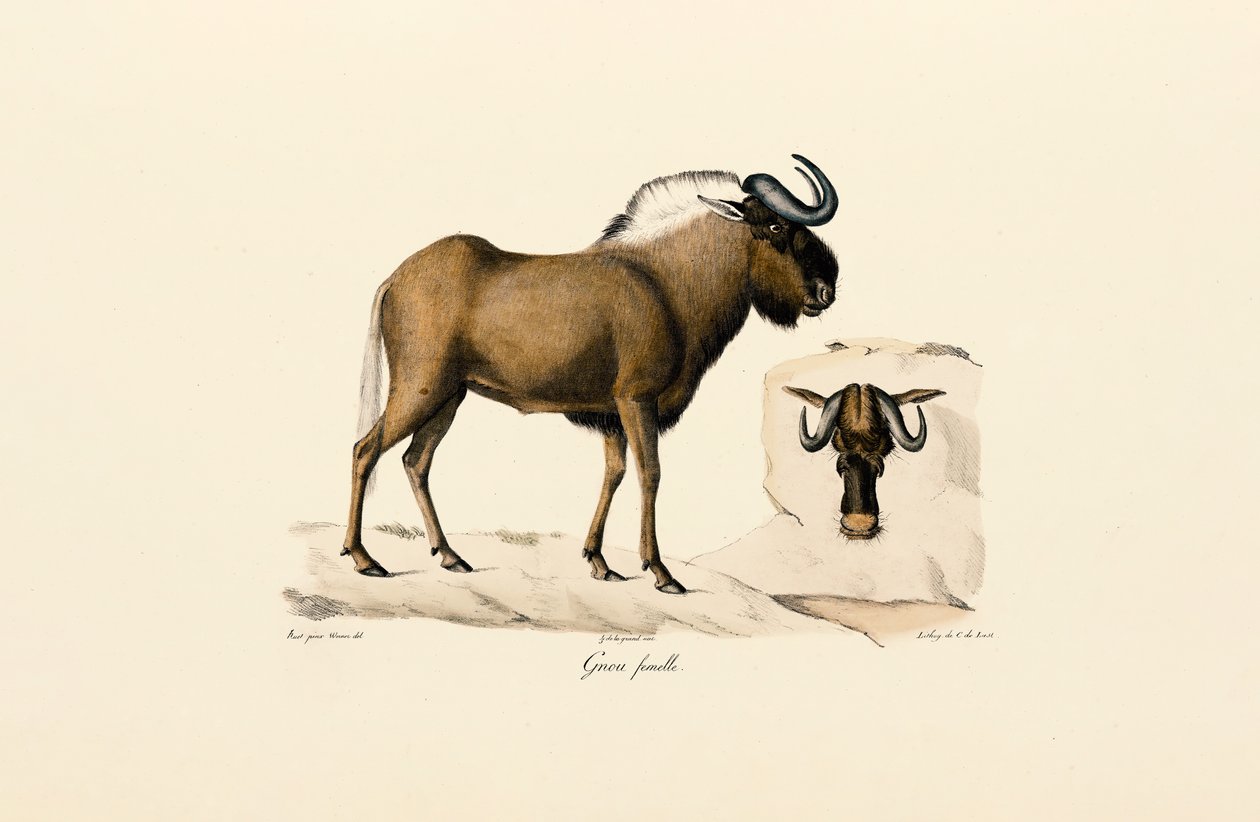 Femelle gnou bleu - Jacques Christophe Werner