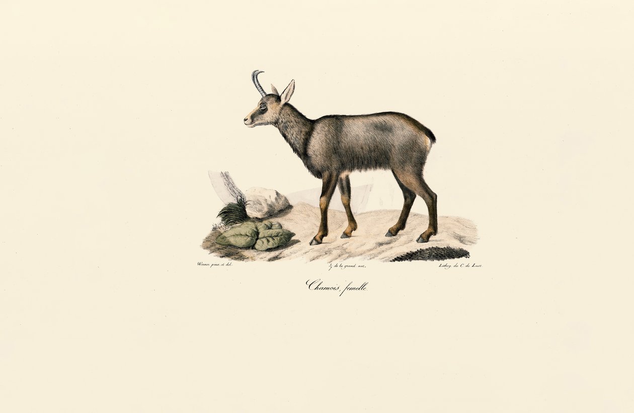 Female Chamois - Jacques Christophe Werner