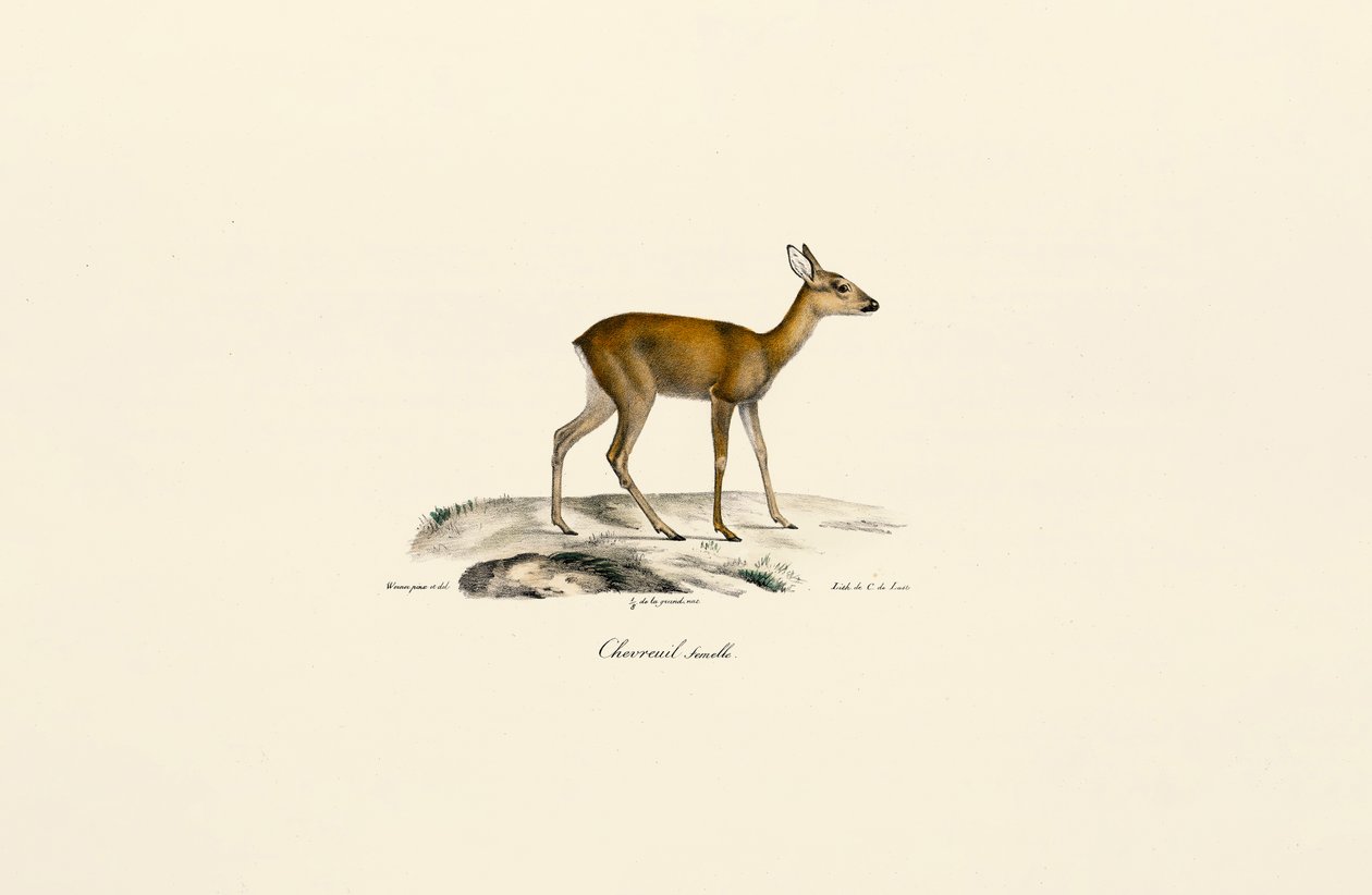 Chevreuil femelle - Jacques Christophe Werner