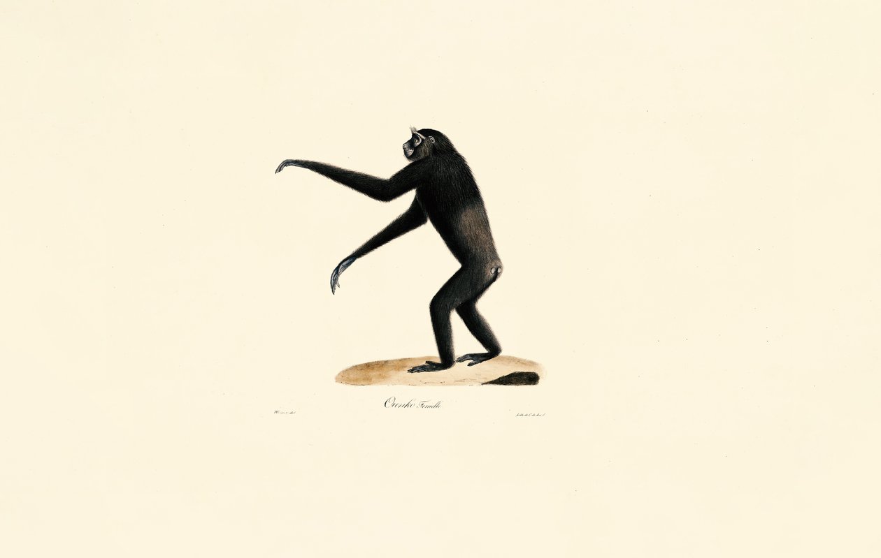 Femme Siamang - Jacques Christophe Werner