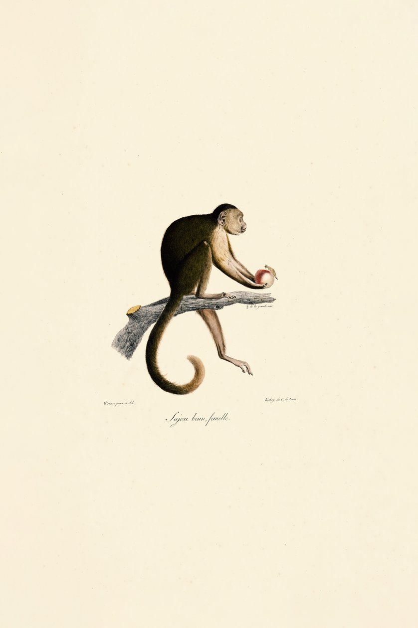 Capucin à toupet femelle - Jacques Christophe Werner