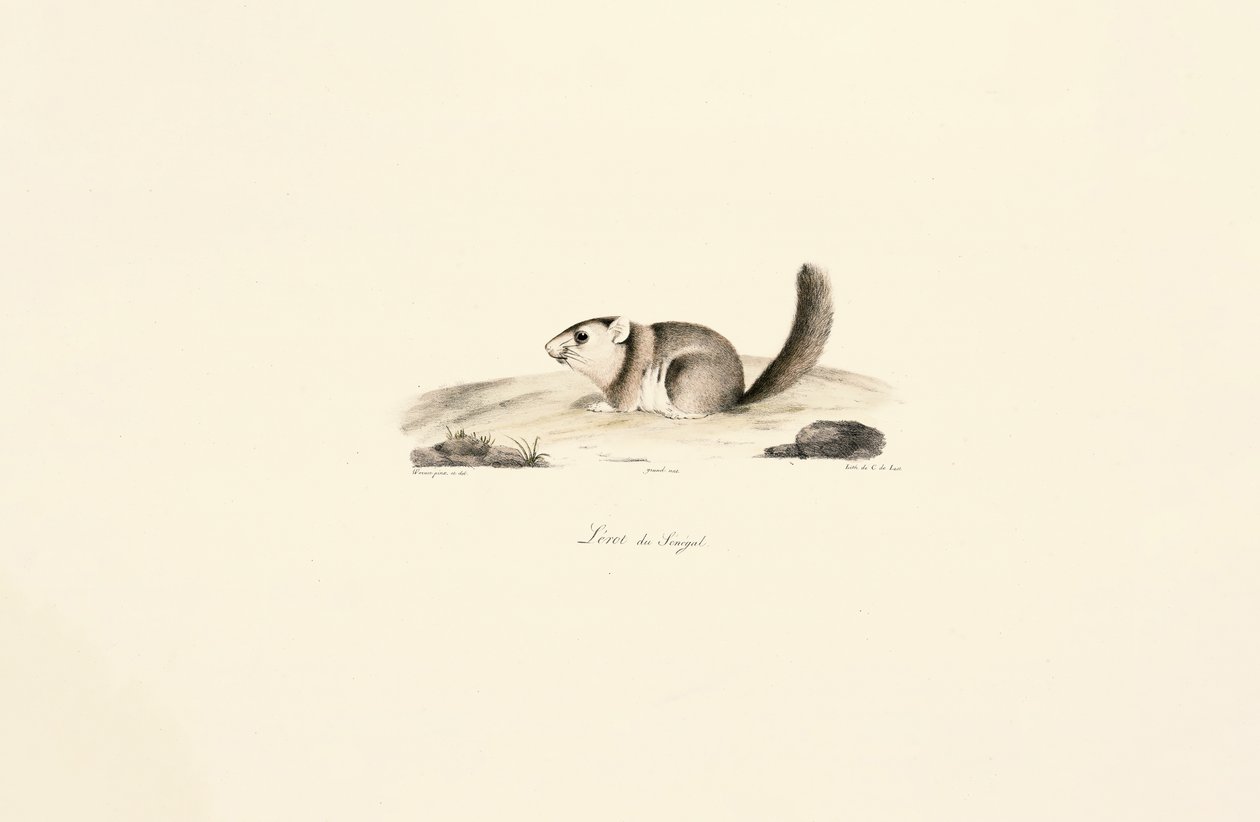 Écureuil soleil de Gambie - Jacques Christophe Werner
