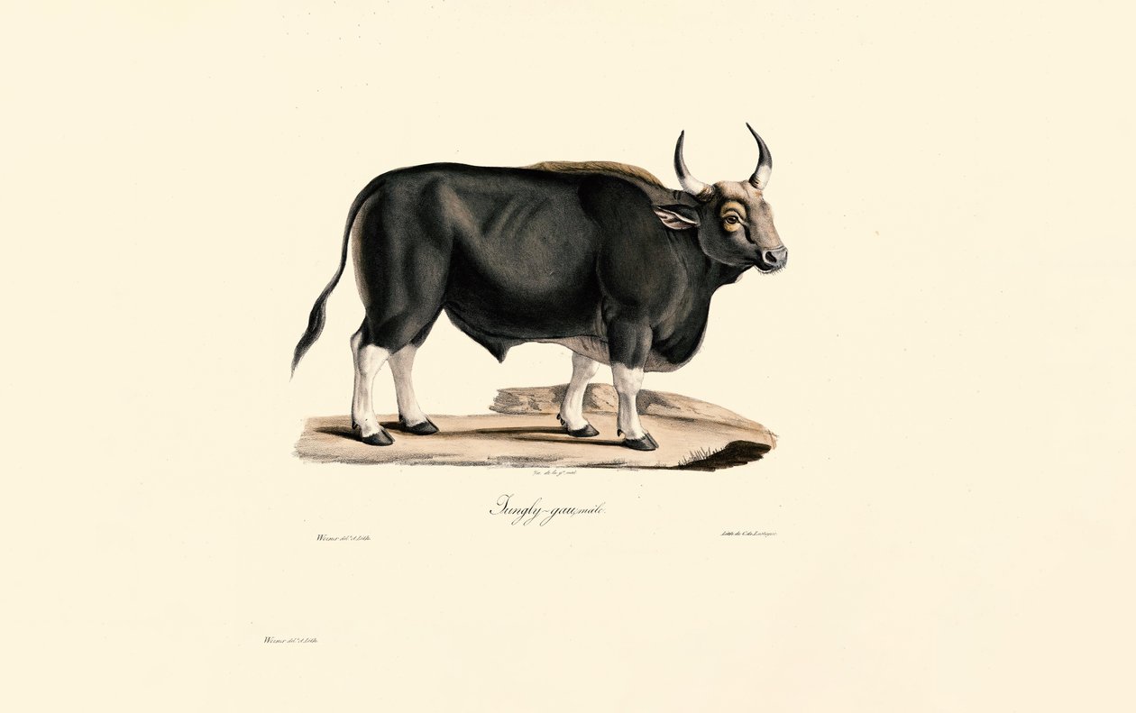 Gaur Male - Jacques Christophe Werner