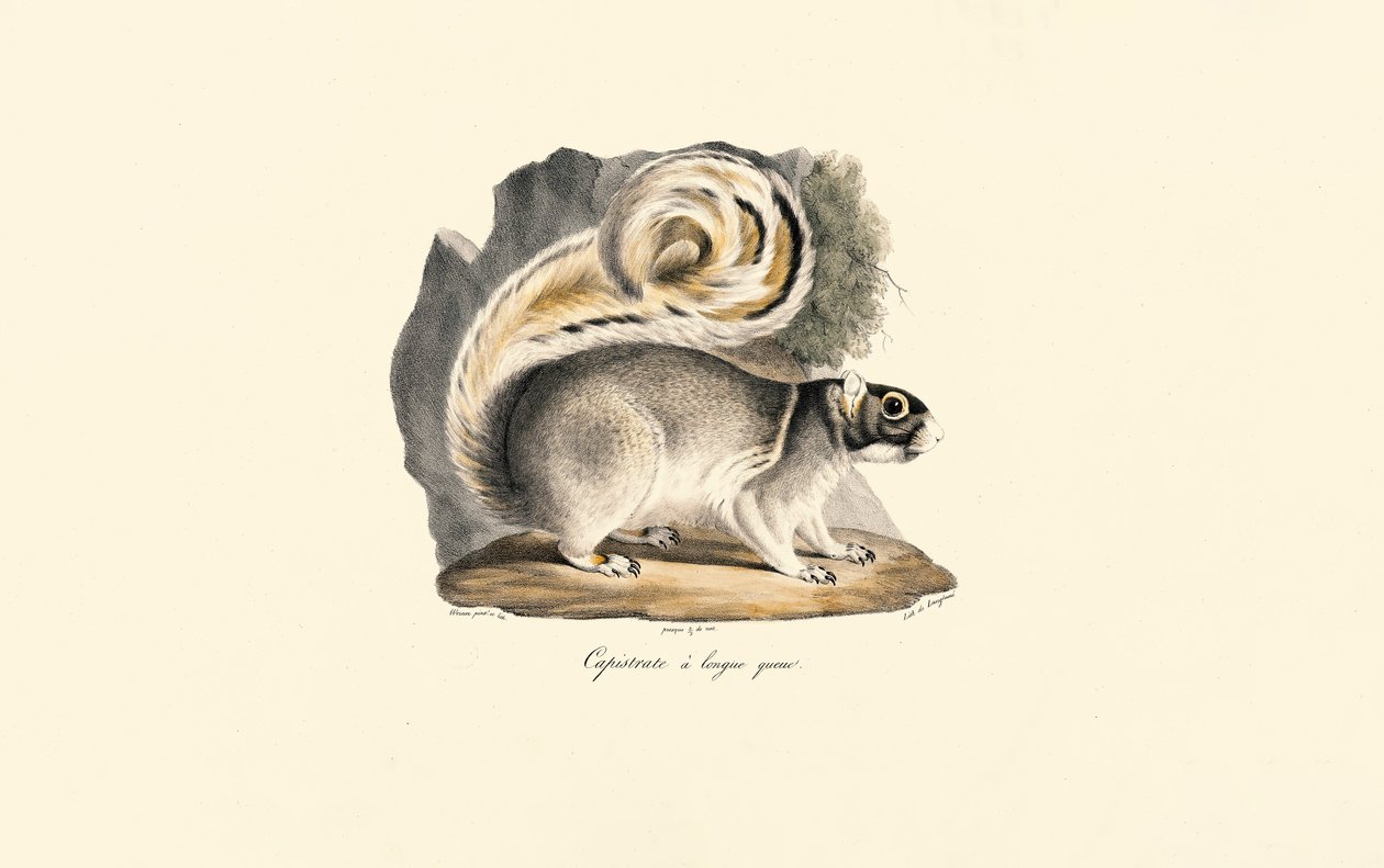 Écureuil terrestre à manteau d