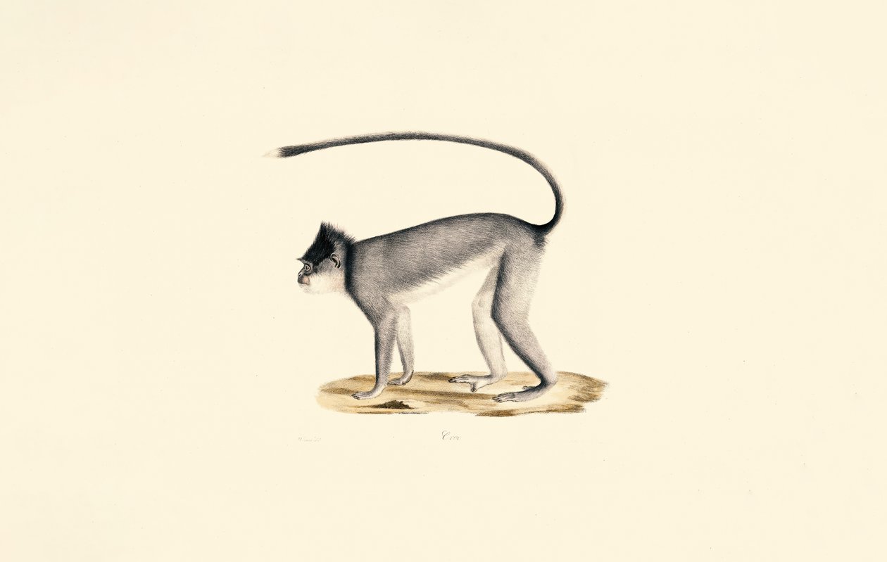 Hanuman-Langur von Jacques Christophe Werner