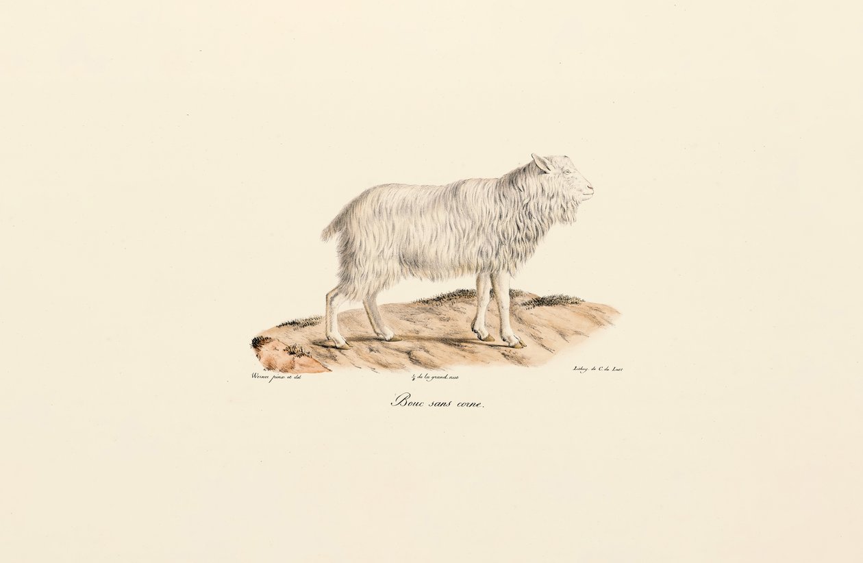 Chèvre sans cornes - Jacques Christophe Werner