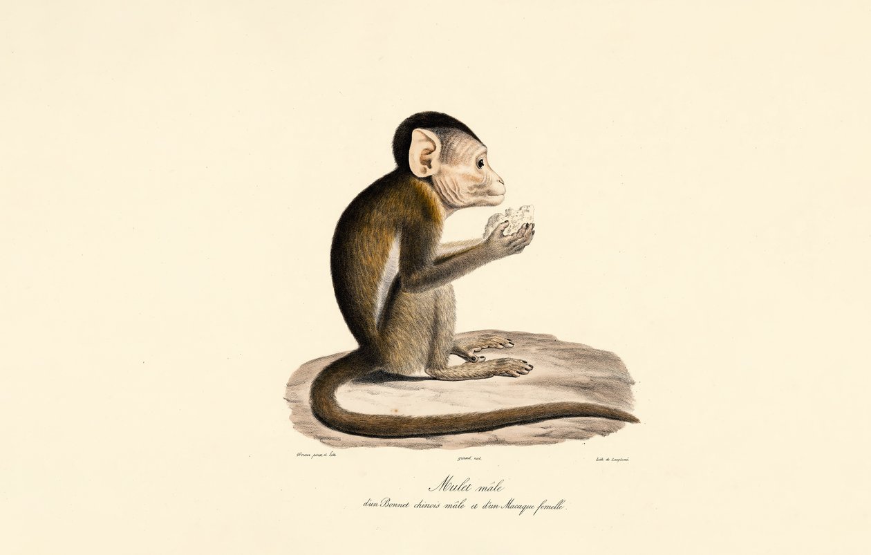 Hybride de macaque de Bonnet et de macaque à queue de cochon - Jacques Christophe Werner