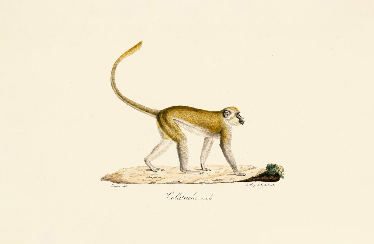 Singe de L