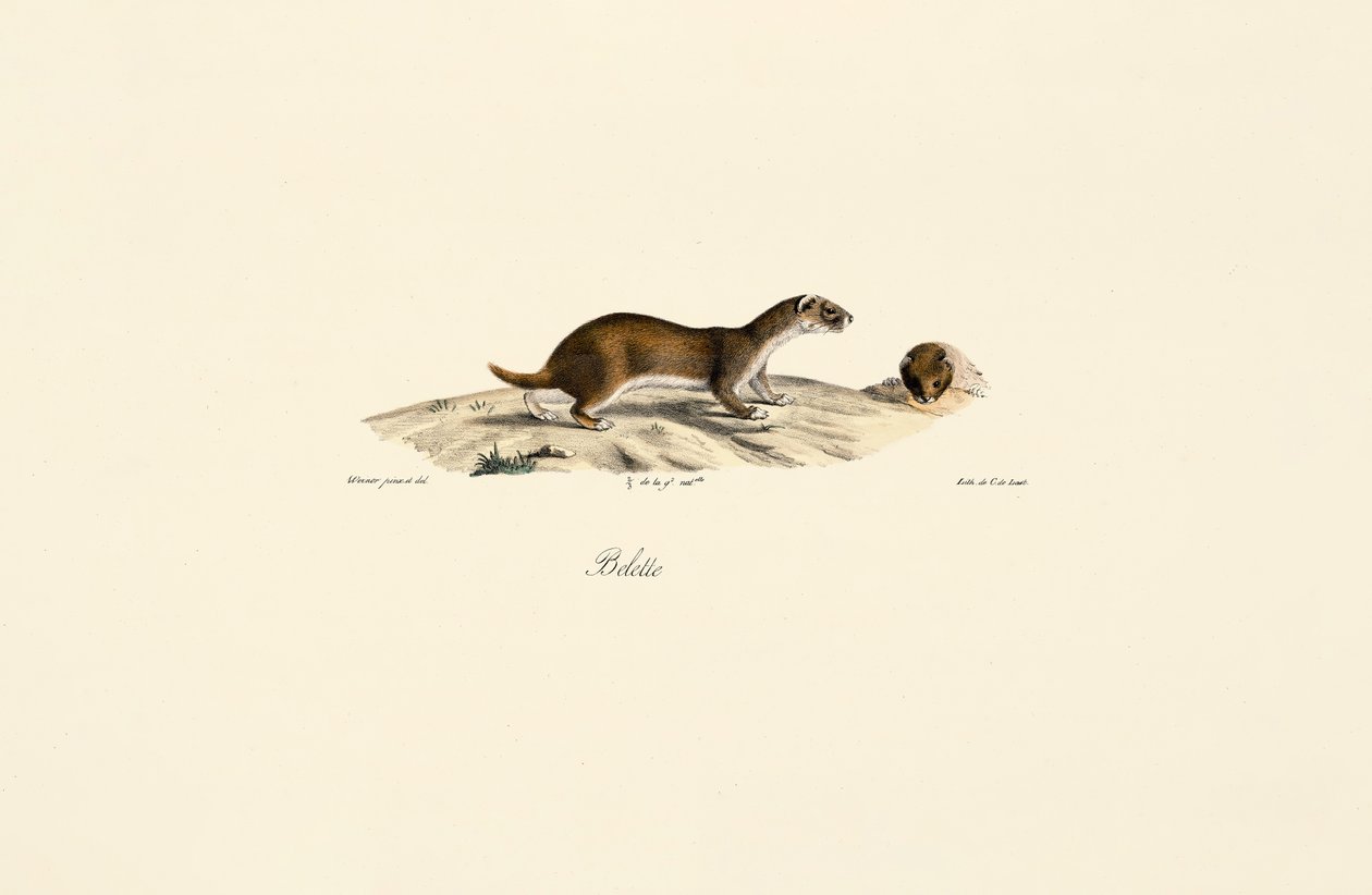 Petite fouine - Jacques Christophe Werner