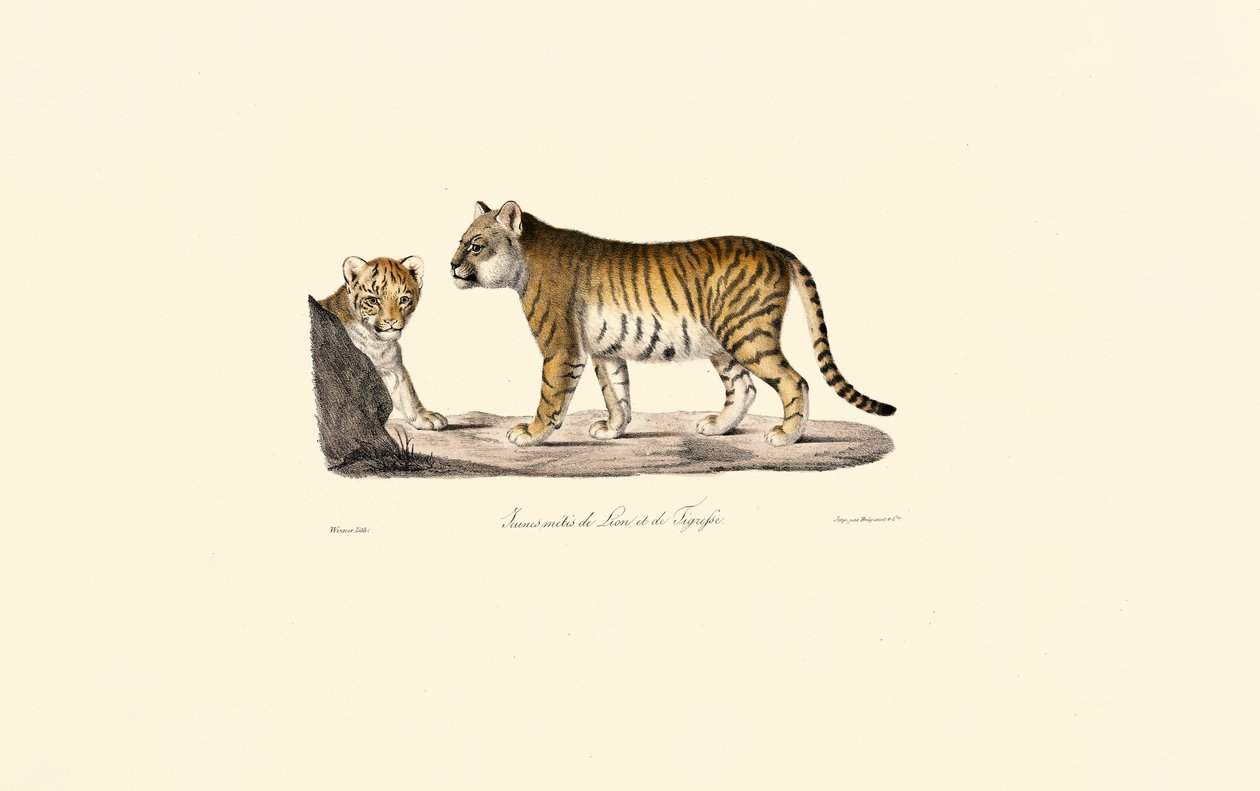 Lion-Tiger hybride - Jacques Christophe Werner