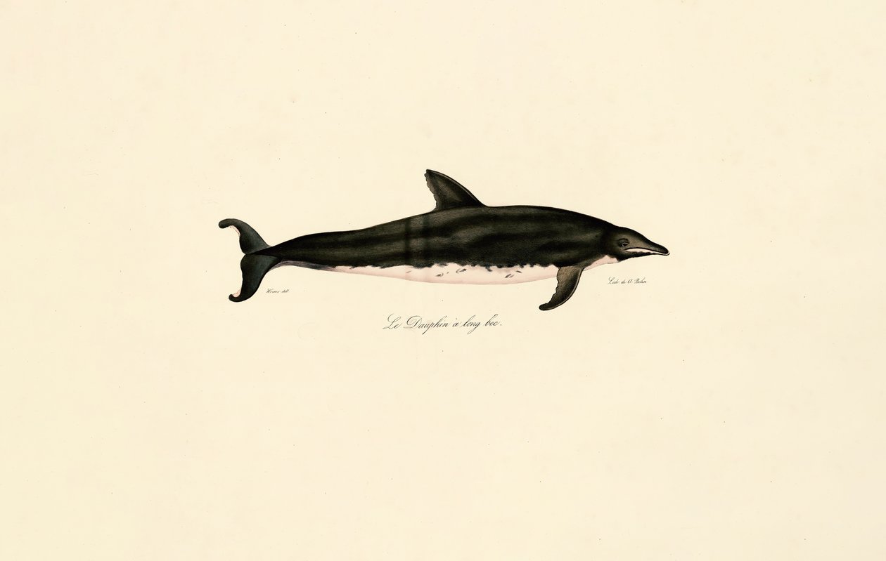 Dauphin à long bec - Jacques Christophe Werner