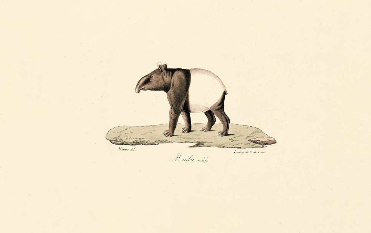 Malaiischer Tapir von Jacques Christophe Werner