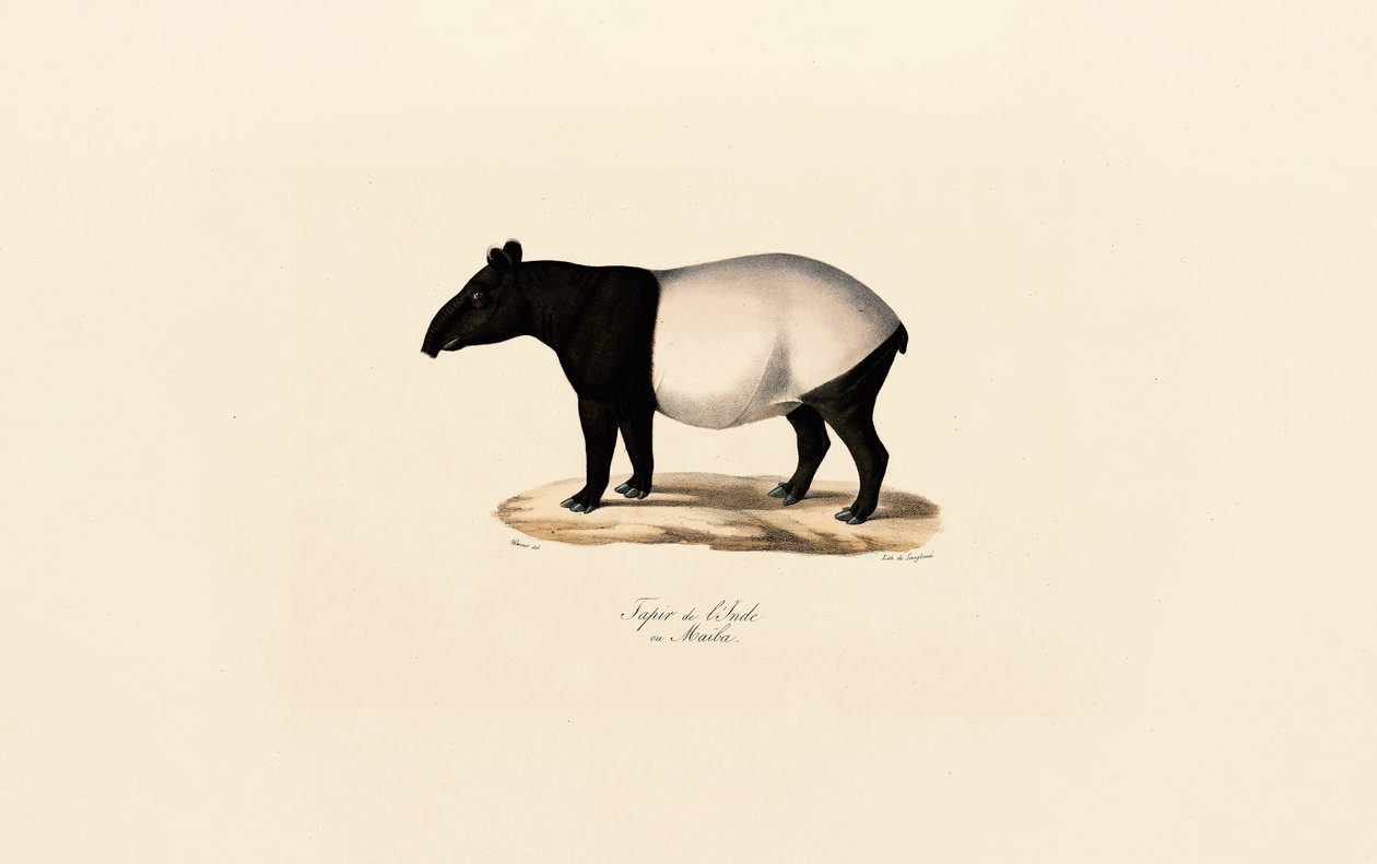 Tapir malais - Jacques Christophe Werner