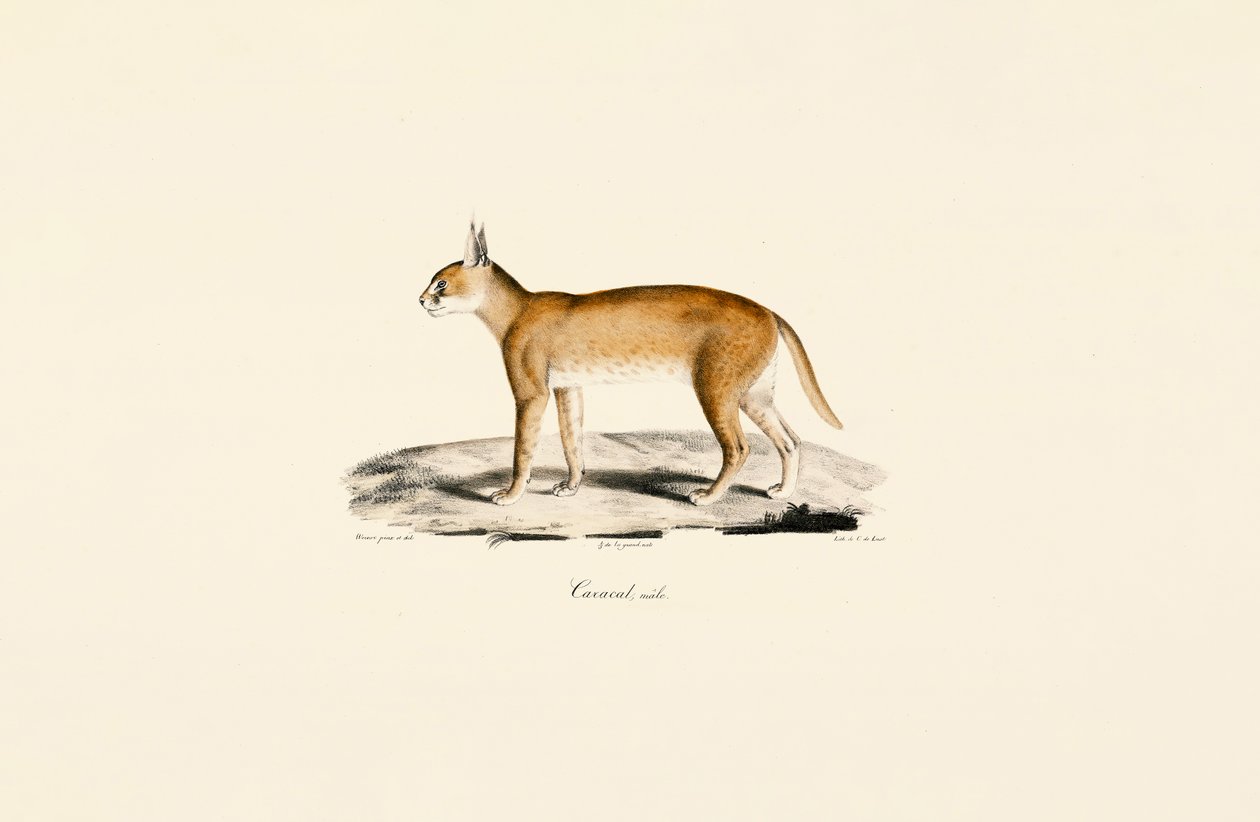 Caracal mâle - Jacques Christophe Werner