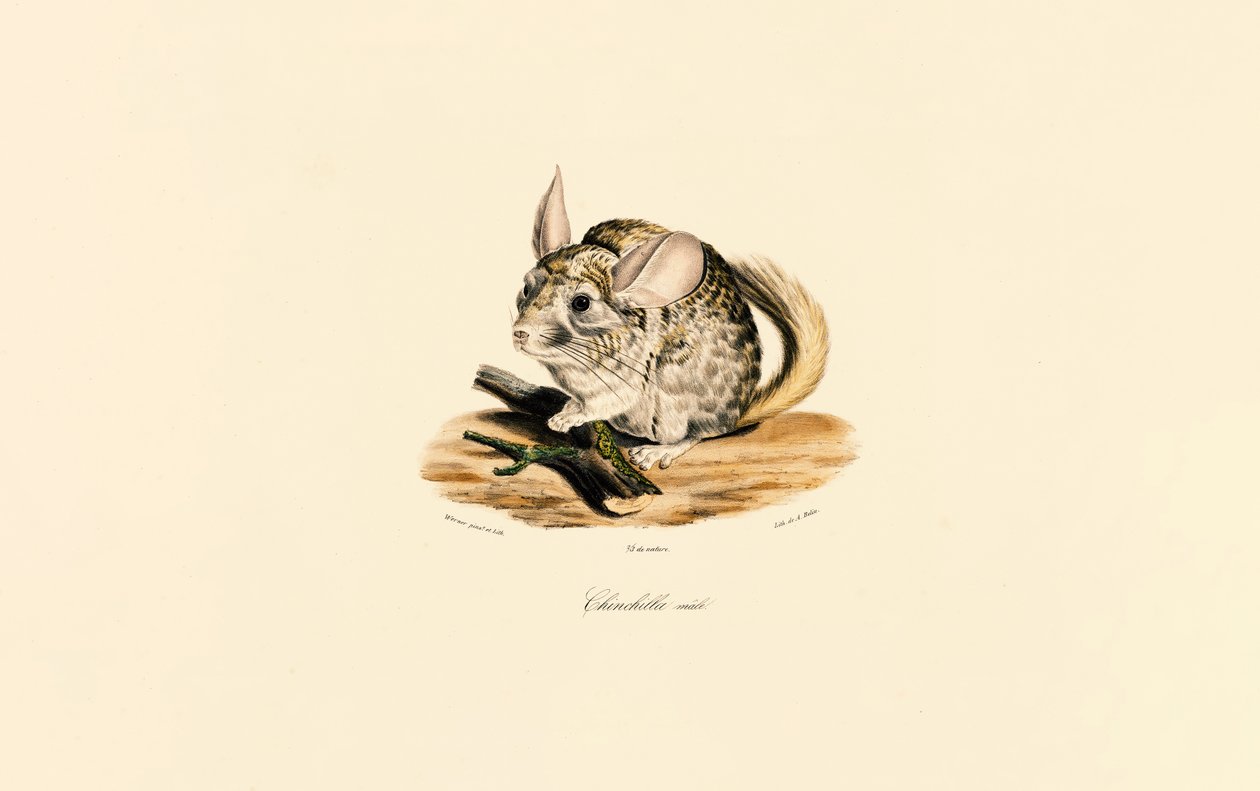 Male Chinchilla (Chinchilla mâle) - Jacques Christophe Werner