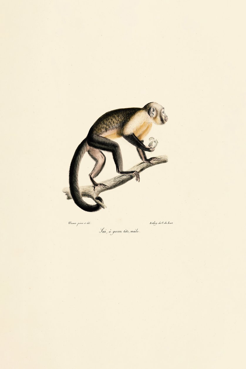 Singe écureuil commun mâle - Jacques Christophe Werner