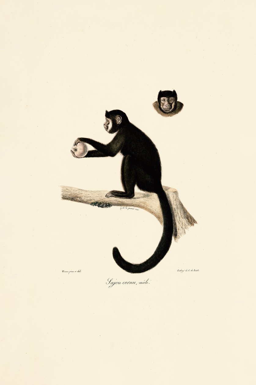 Capucin cornu mâle - Jacques Christophe Werner