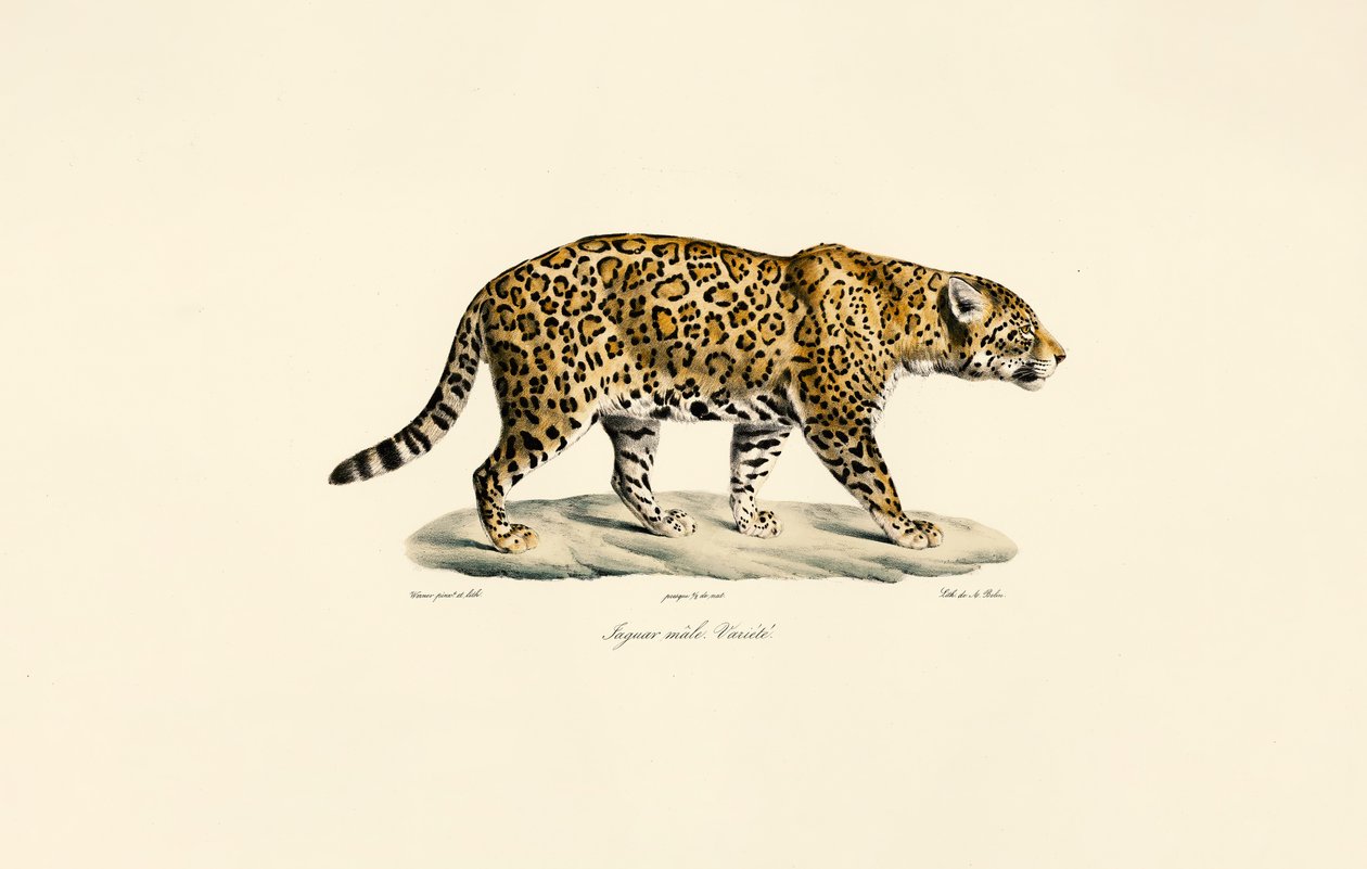Jaguar mâle - Jacques Christophe Werner