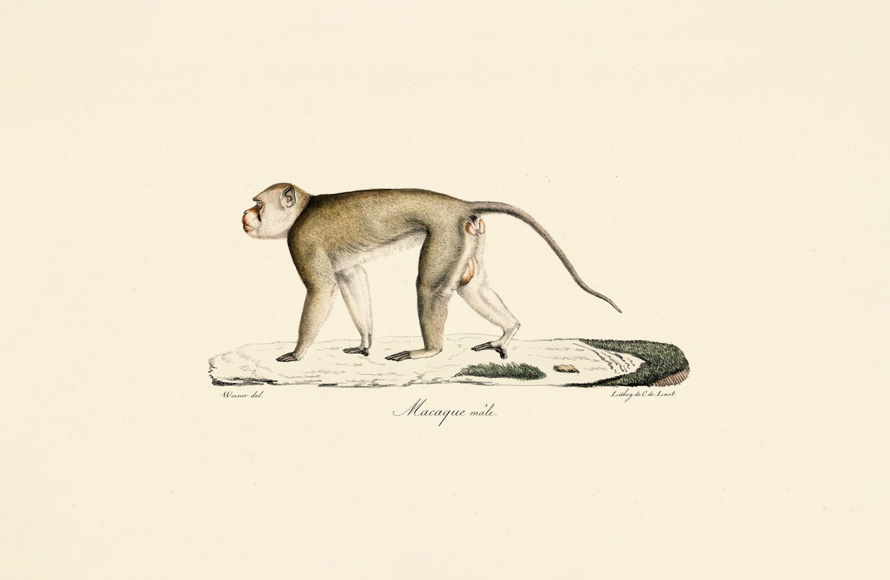 Male Macaque - Jacques Christophe Werner