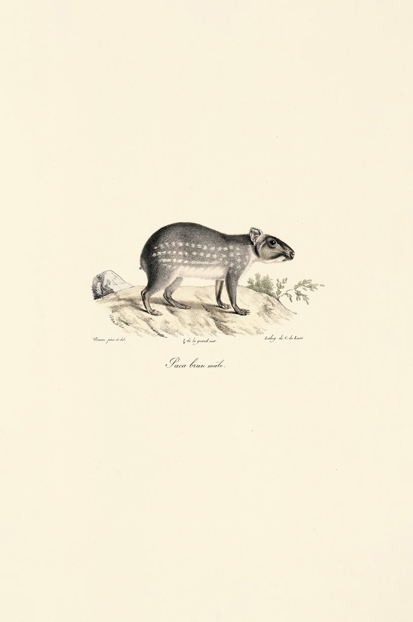 Paca tacheté mâle - Jacques Christophe Werner