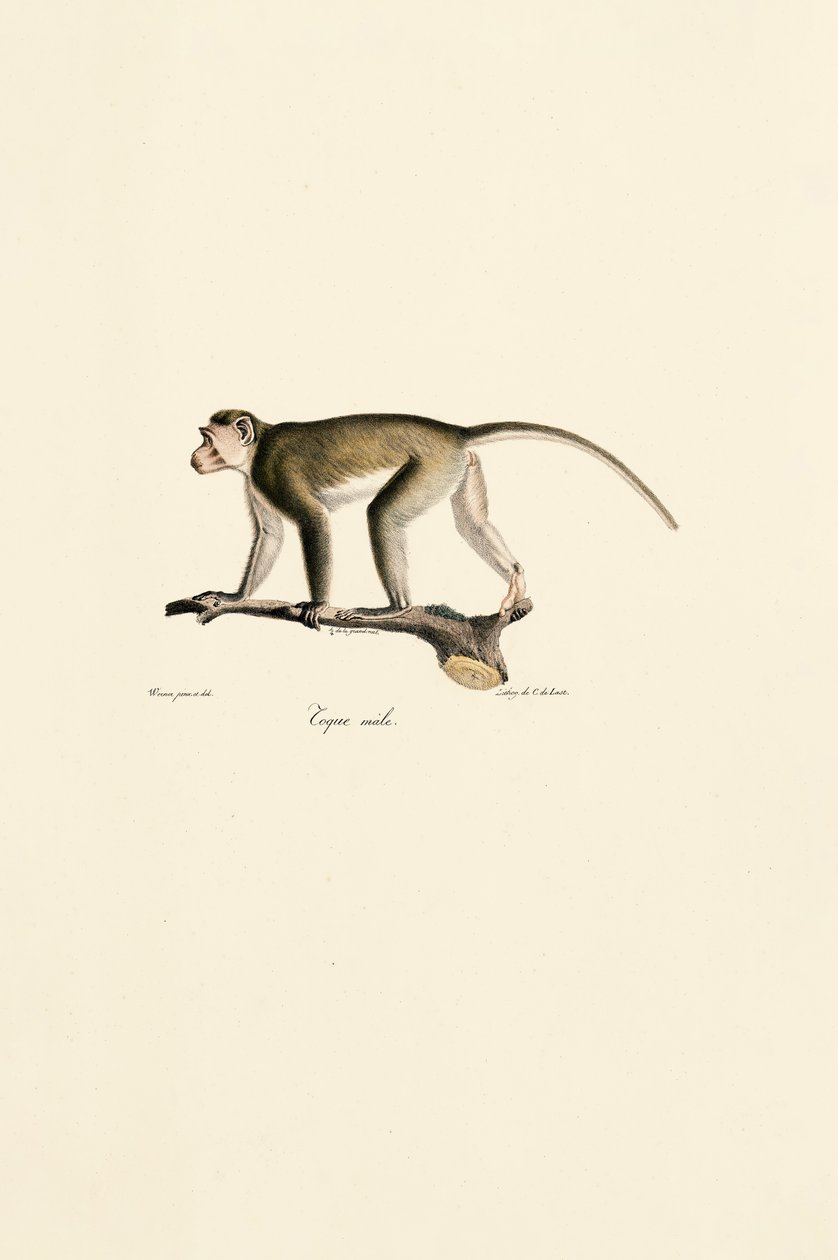 Singe écureuil mâle - Jacques Christophe Werner