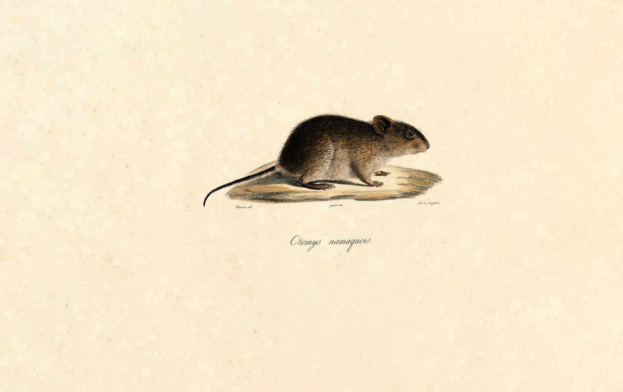 Souris de roche Namaqua - Jacques Christophe Werner