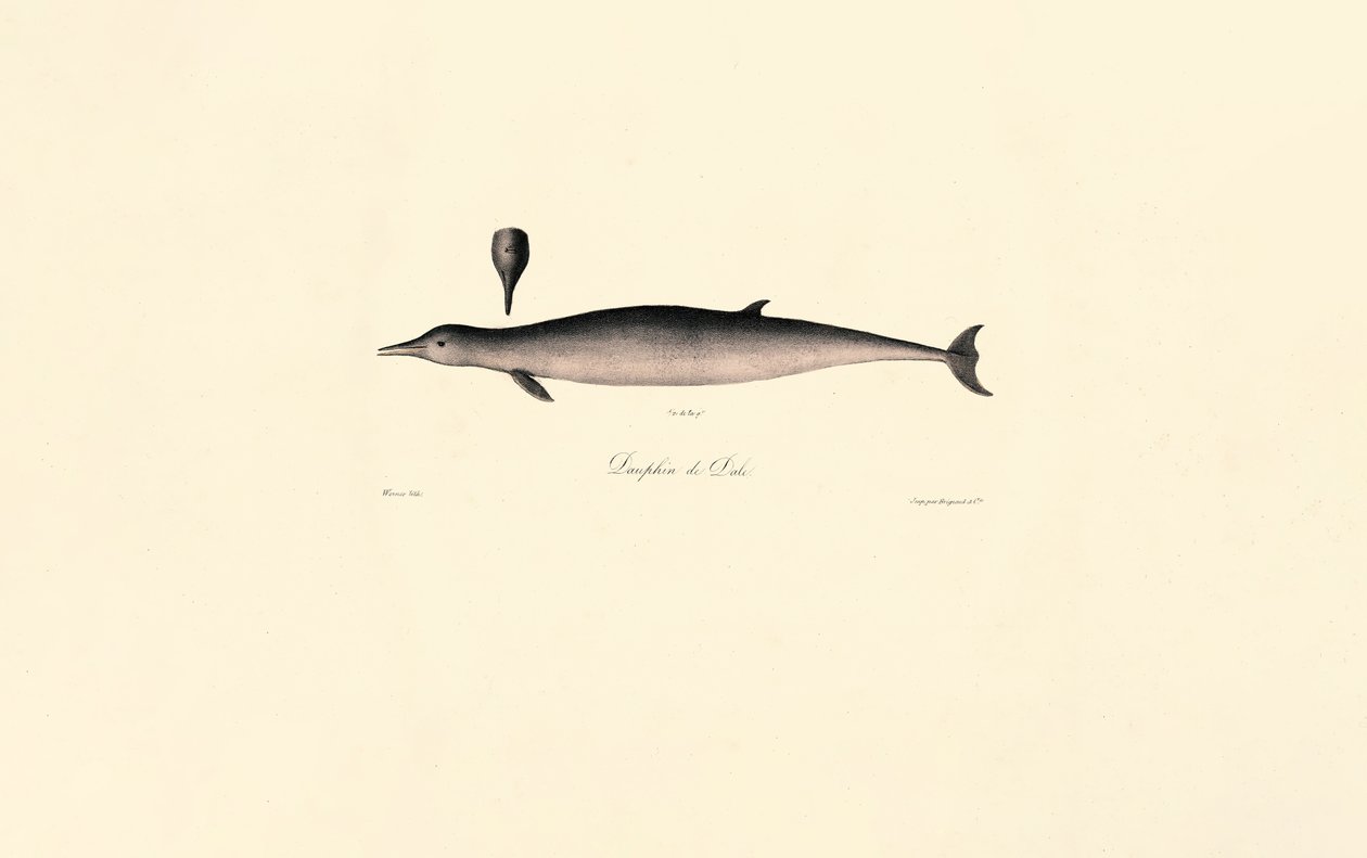 Baleine à bec commune - Jacques Christophe Werner
