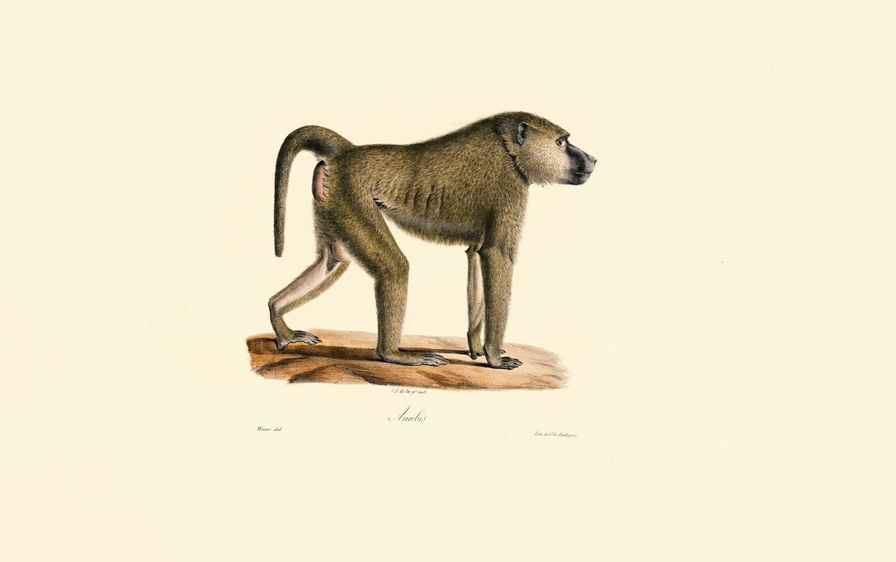 Babouin olive - Jacques Christophe Werner