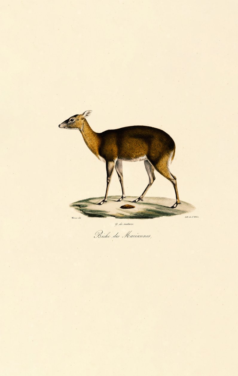 Cerf tacheté des Philippines (cerf tacheté de Visayan) - Jacques Christophe Werner