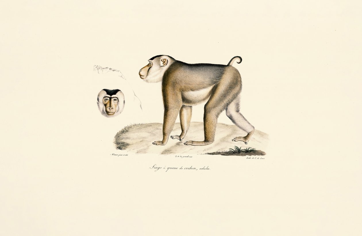 Macaque à queue de cochon (adulte) - Jacques Christophe Werner