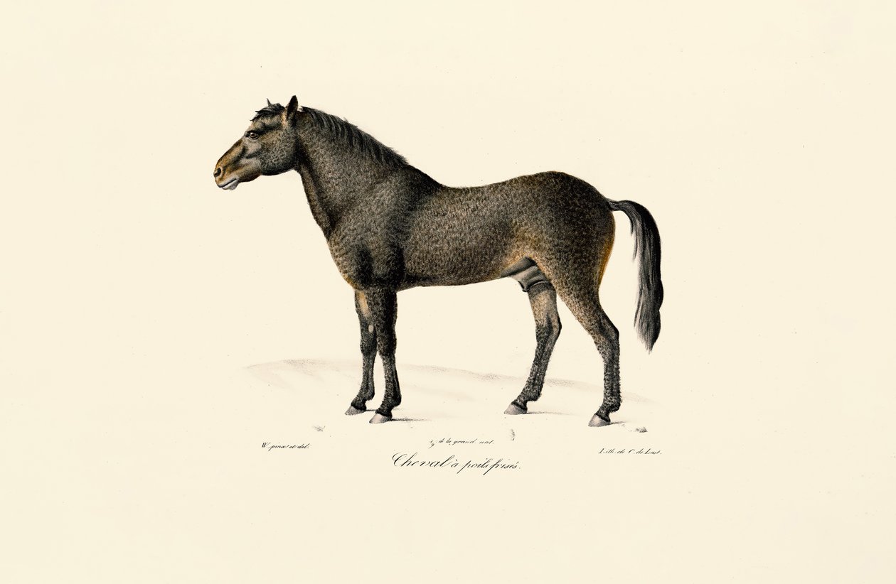 Le cheval de Przewalski - Jacques Christophe Werner