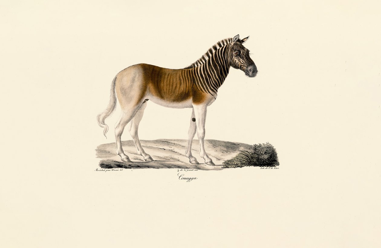 Quagga - Jacques Christophe Werner